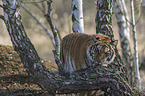 Siberian Tiger
