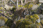 Siberian Tiger