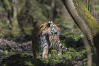 Siberian Tiger
