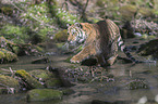 Amur Tiger in the water
