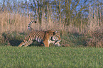 Siberian Tiger