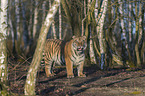 Siberian Tiger