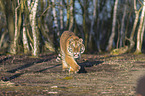 Siberian Tiger