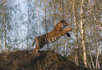 Siberian Tiger