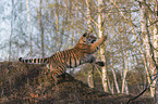 Siberian Tiger
