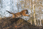 Siberian Tiger
