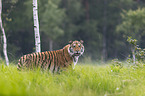 Siberian Tiger