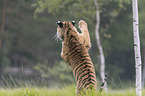 Siberian Tiger