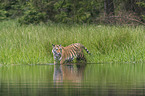 Amur Tiger in the water