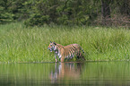 Amur Tiger in the water