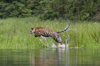 Amur Tiger in the water