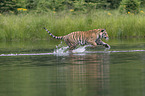 Amur Tiger in the water