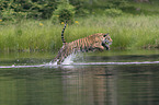 Amur Tiger in the water