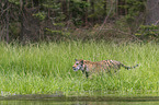 Amur Tiger in the water