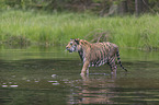 Amur Tiger in the water
