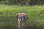 Amur Tiger in the water
