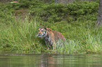 Amur Tiger in the water