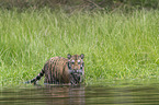 Amur Tiger in the water
