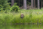 Amur Tiger in the water