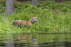 Amur Tiger in the water