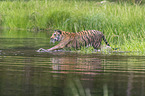 Amur Tiger in the water