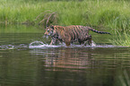 Amur Tiger in the water