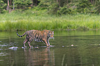 Amur Tiger in the water