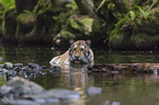 Siberian Tiger