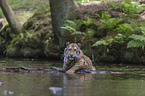 Siberian Tiger