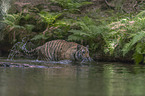 Siberian Tiger