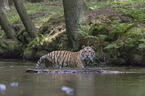 Siberian Tiger