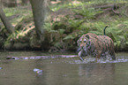 Siberian Tiger