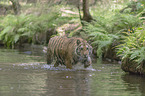 Siberian Tiger