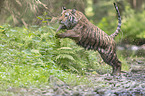 Siberian Tiger