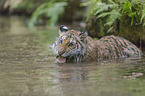 Siberian Tiger