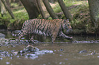 Siberian Tiger