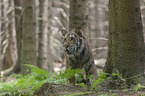 Siberian Tiger