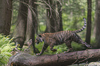Siberian Tiger