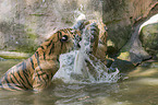2 Amur tiger
