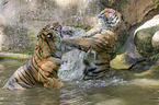 2 Amur tiger