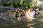 2 Amur tiger