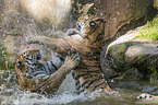 2 Amur tiger