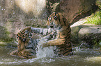 2 Amur tiger