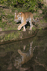 Amur tiger
