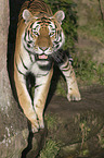 Amur tiger