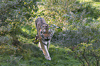 Amur tiger