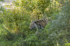 Amur tiger