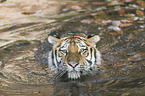 Amur tiger