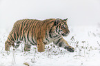young Amur tiger