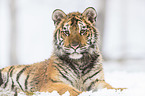 young Amur tiger